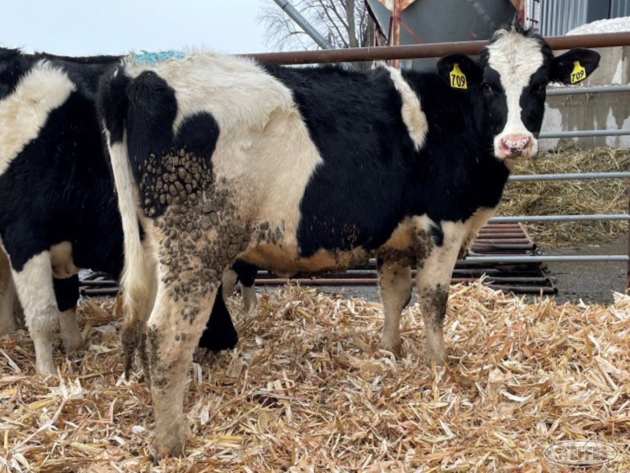 (13 Head) Holstein bred heifers